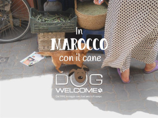 In Marocco con il cane - Viaggi e vacanze con cane, gatto o altri animali domestici al seguito