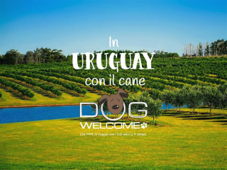 In Uruguay con il cane