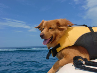 Cani in barca e battello - Ph. Credits: Allie Hajjar