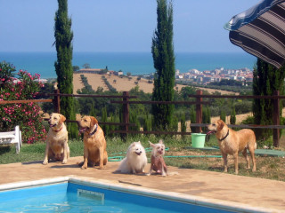 Residence case vacanza cani ammessi Abruzzo mare - Gulliver - con piscina per cani