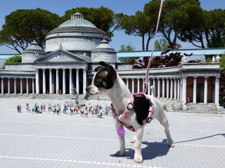 Cani ammessi a Italia in Miniatura