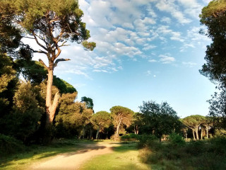 Parco San Rossore, cani ammessi - Daniele Napolitano [CC BY-SA 4.0 (https://creativecommons.org/licenses/by-sa/4.0)], from Wikimedia Commons