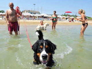 Spiaggia dog friendly che accetta cani nelle Marche a Fano - Ammessi cani anche taglia grande