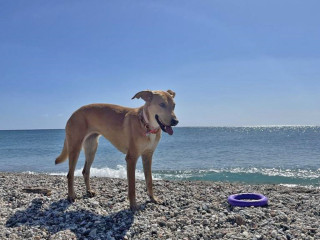 Dog beach Planargia, Sardegna - Ph. Credits: Katia