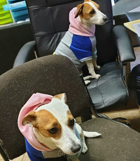 Cani in ufficio: Sansone di Veronica