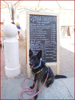 Bar cani ammessi Emilia Romagna - Brescello - Will di Robby