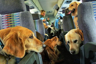 Cani in aereo