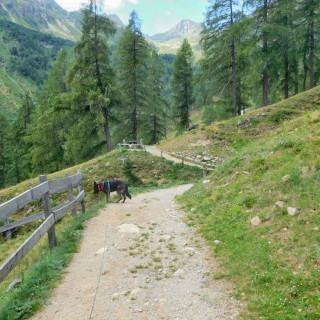Con il cane a passeggiare in Val di Non - Sentiero naturalistico Proves
