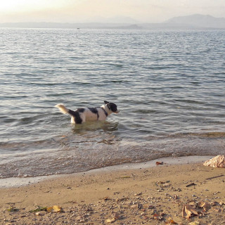 Passeggiata con il cane da Garda a Lazise, anche un tuffo in acqua