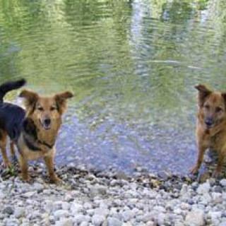 Botha e Aisa sul fiume Ticino - Passeggiate sul Ticino pavese con il cane